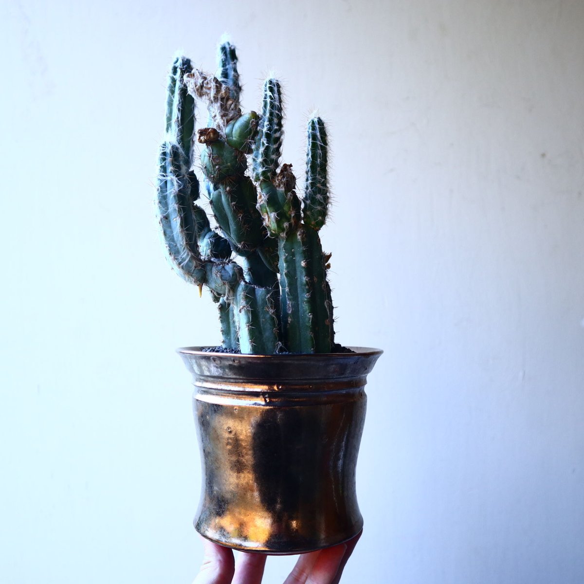 グラウセンス ピロソケレウス グラウケスケンス Pilosocereus gl