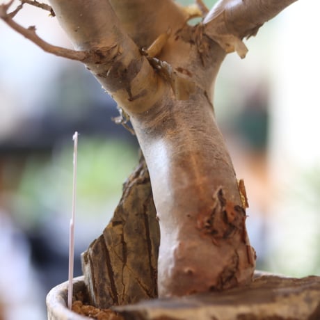 Commiphora wightii × たけろうポット   no.90104