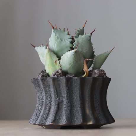 CATEGORY Agave | 芽の巣山