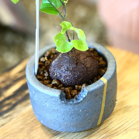 N/OH × Dioscorea elephantipe    no.111915