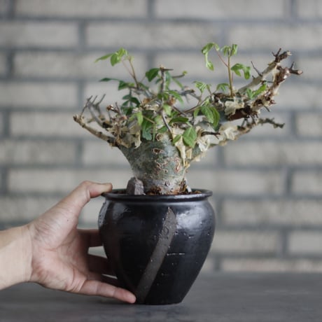 Commiphora kataf ver.turkanensis  × N/OH (3.5号)  no.706-23
