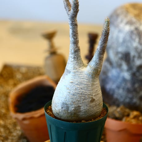 Pachypodium gracilius   no.32413
