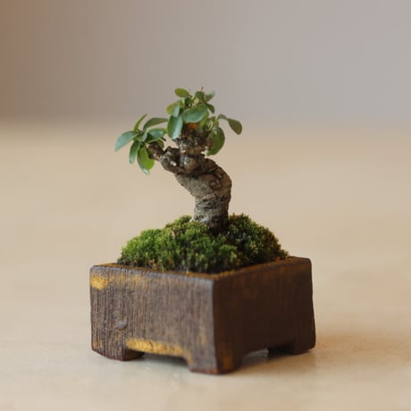イボタ / YOSHIZAWA3-SHOHINBONSAI   no.223-7