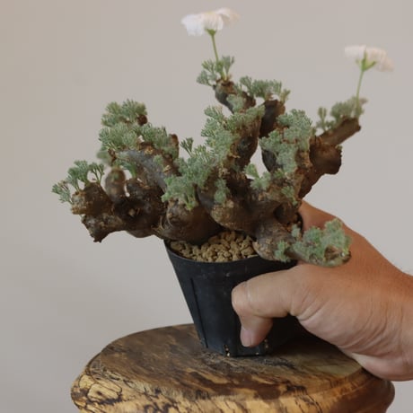 Monsonia multifida  no.921-15