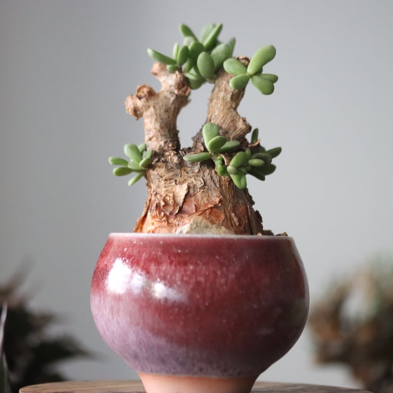 ピグマエア＆中川智治鉢 早い者勝ち特価！ 長期管理 現地球 ケラリア