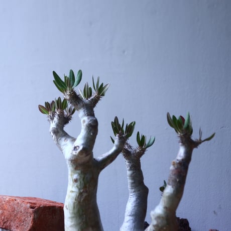 パキポディウム ブレビカリックス     Pachypodium densiflorum var. brevicalyx    no.42696