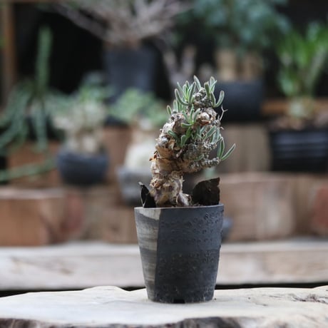 チレコドン フィロポディウム／Tylecodon reticulatus var. phyllopodium   no.103067