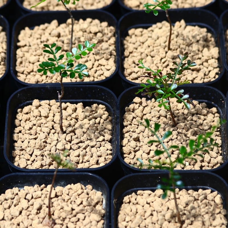 オペルクリカリア パキプス 実生 / Operculicarya pachypus