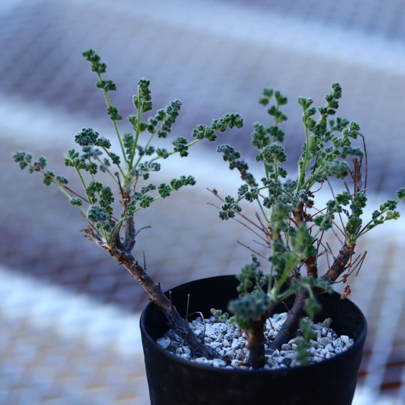 ペラルゴニム アルテルナンス Pelargonium alternans no.1