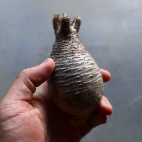 パキポディウム グラキリス 抜苗  Pachypodium rosulatum var. gracilius no.92929
