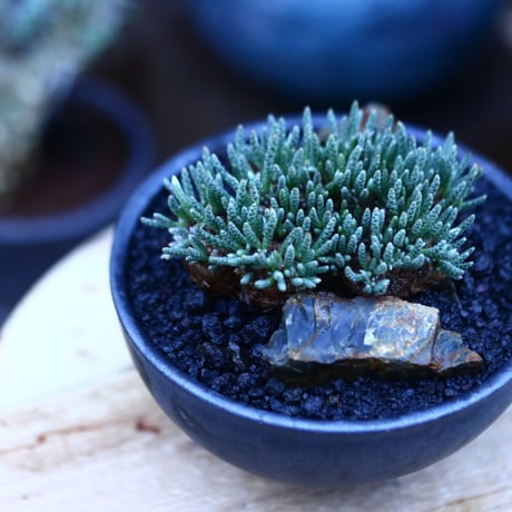 アボニア   クイナリア   アルストニー  赤花／Avonia quinaria ssp. alstonii    no.111404