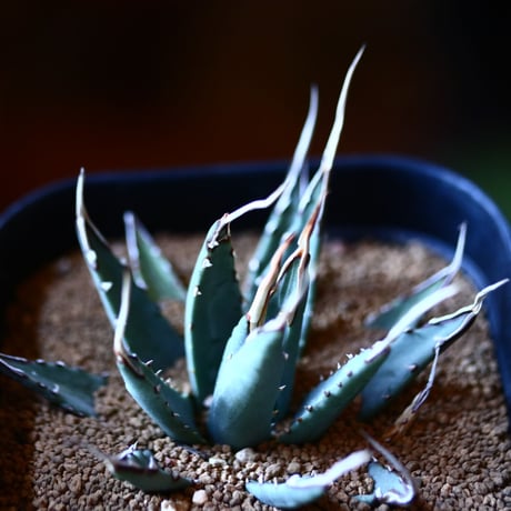 アガベ  ユタエンシス    エボリスピナ  Agave uthaensis var. eborispina  no111576③