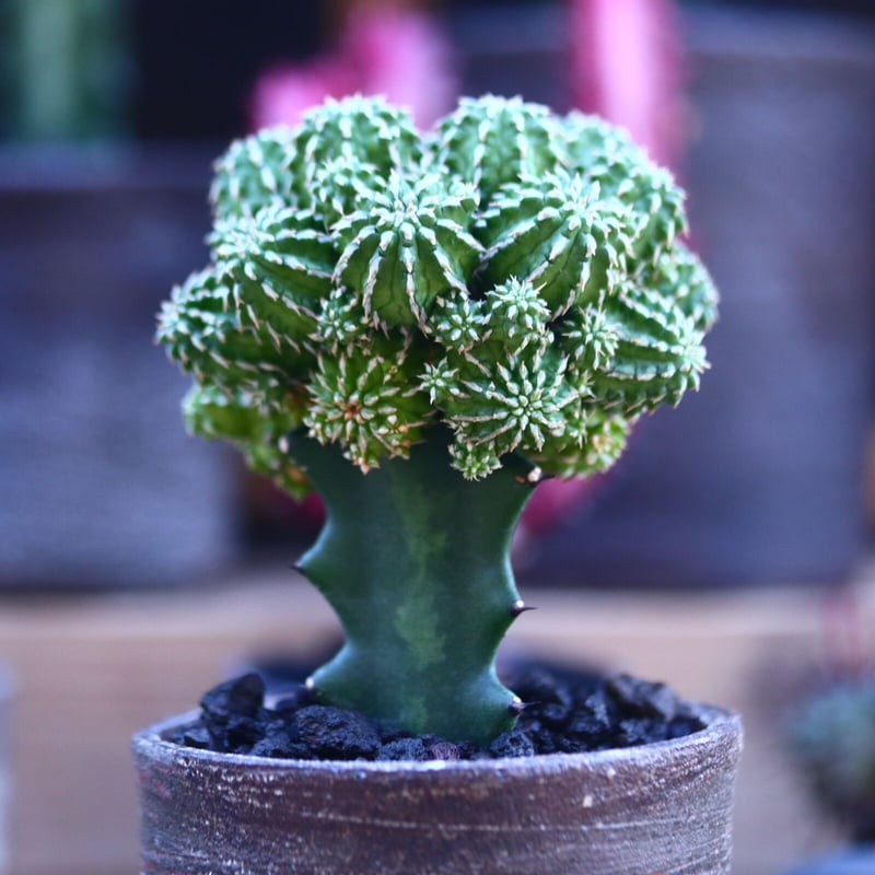 ユーフォルビア セプルタ 接木 Euphorbia sepulta no.32103 |