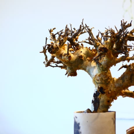 Commiphora stocksiana × Masafumi Shigeta　no.11445