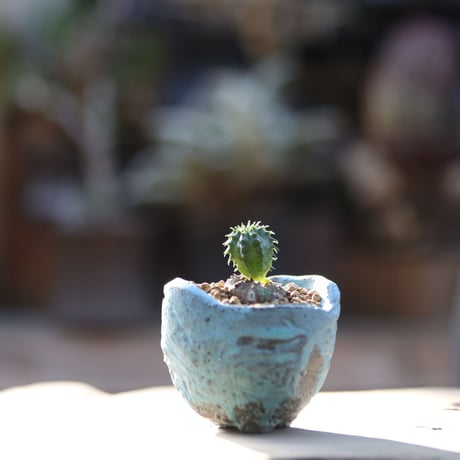ユーフォルビア  オベサ／Euphorbia obesa   no.102307
