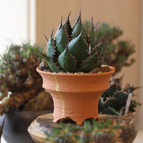 Agave horrida × N/OH   no.818110