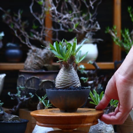 パキポディウム  グラキリス／Pachypodium  gracilius       no.92649
