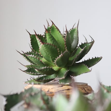 Agave horrida / Style of Chika　no.42161