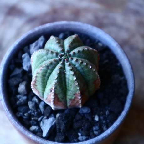ユーフォルビア  オベサ    Euphorbia obesa　no.32219
