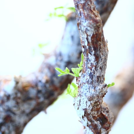 コミフォラ モンストローサ / Commiphora monstrosa   no.62507
