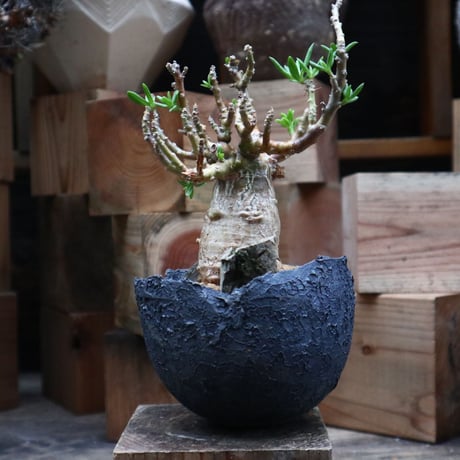 パキポディウム ビスピノーサム／Pachypodium bispinosum    no.92512