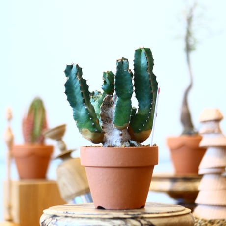 YAMABACHI × Euphorbia resinifera   no.91026