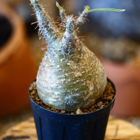 Pachypodium gracilius   no.32417