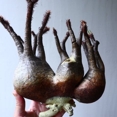 パキポディウム グラキリス 3頭  Pachypodium rosulatum var. gracilius no.70701