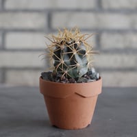 Ferocactus chrysacanthus (金冠竜) × YAMABACHI (3号) no.614/7