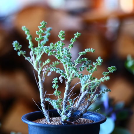 ペラルゴニム   アルテルナンス  Pelargonium alternans    no.111504④
