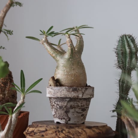 Pachypodium gracilius × YAMABACHI var. takero pot    no.51222