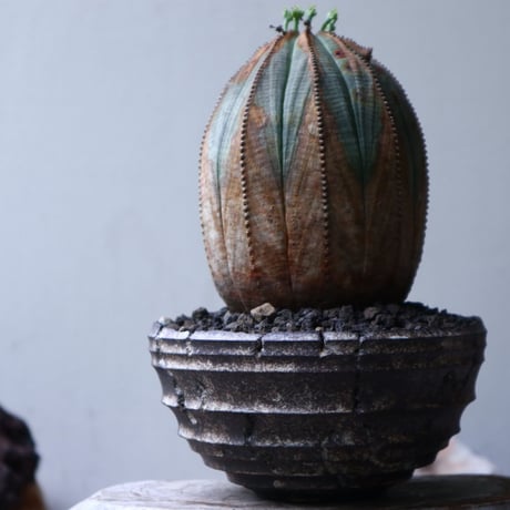 ユーフォルビア  オベサ ♀　Euphorbia obesa　no.90117