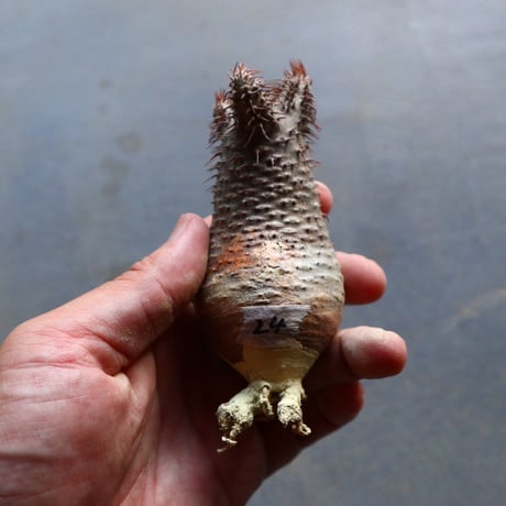 パキポディウム グラキリス 抜苗  Pachypodium rosulatum var. gracilius no.92924
