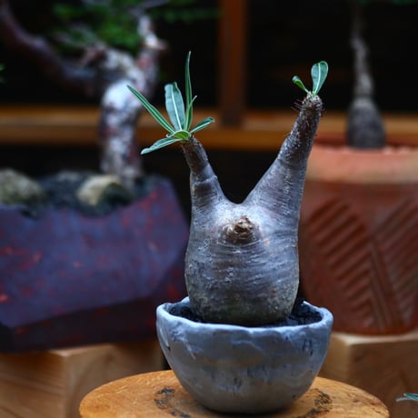 パキポディウム  グラキリス ／Pachypodium  gracilius     no.101031