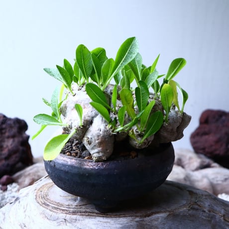 パキポディウム  ブレビカウレ  恵比寿笑い   Pachypodium brevicle   no.102727