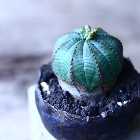 ユーフォルビア  オベサ    Euphorbia obesa　no.90631-1