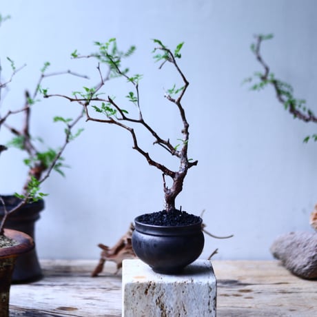 コミフォラ モンストローサ   Commiphora monstrosa   no.92721
