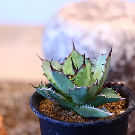 Agave titanota black Whale    no.32455