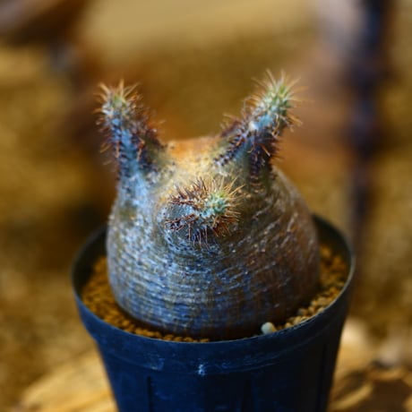 'ハルコイ´セット (N/OH × Pachypodium gracilius)  no.30303