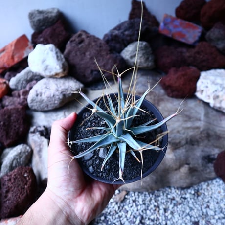 レウクテンベルギア  晃山    Leuchtenbergia principis  no.32910