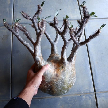 パキポディウム グラキリス   Pachypodium rosulatum var. gracilius no.110342