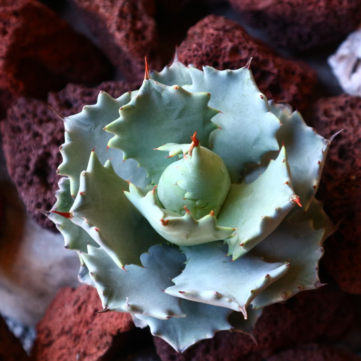 アガベ　イシスメンシス　Agave isthmensis アガベ イシスメンシス（インランドフォーム） Agave isthmensis