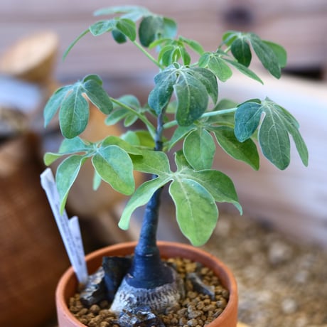 YAMABACHI × Adenia glauca    no.1119-18