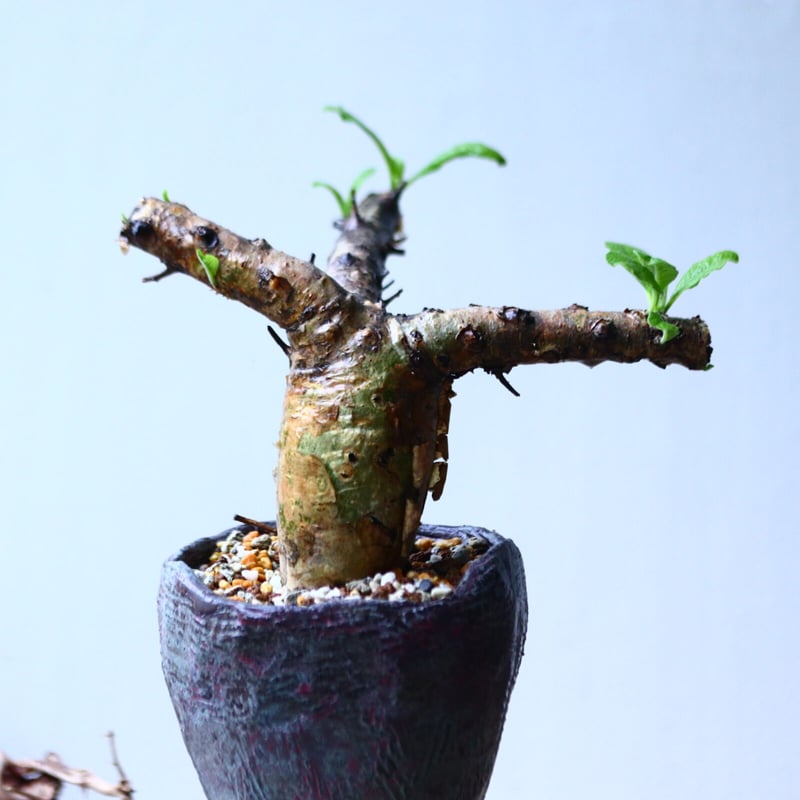 セサモタムナス　ブッセアヌス isla del pescado - Sesamothamnus busseanus-セサモタムナス