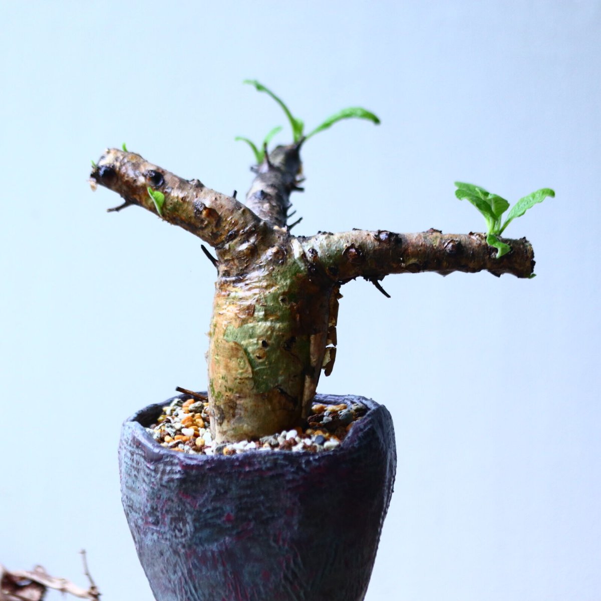 セサモタムナス　ブッセアヌス セサモタムナス ブッセアヌス Sesamothamnus busseanus no.