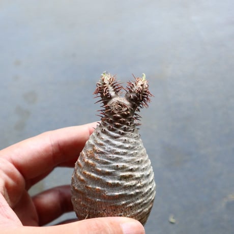 パキポディウム グラキリス 抜苗  Pachypodium rosulatum var. gracilius no.92914