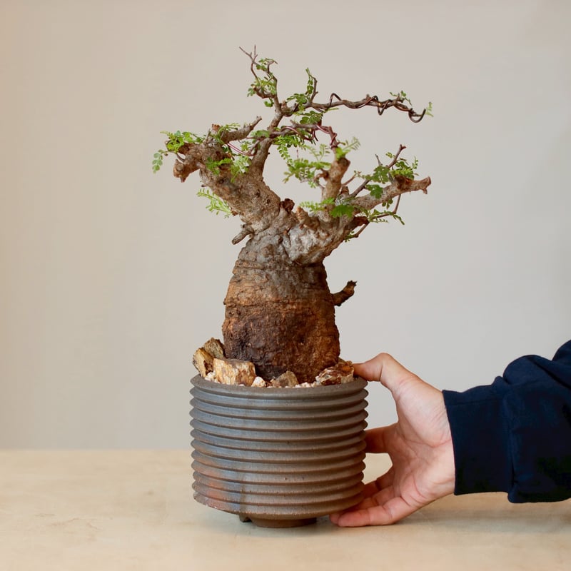 Operculicarya pachypus × PEMONE (4.5号) no.125