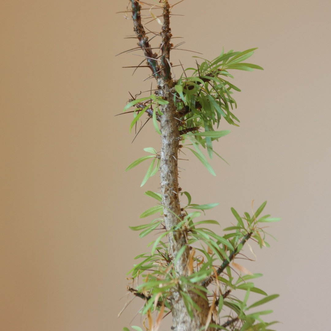 Fouquieria purpusii × N/OH no.228-4 | 芽の巣山