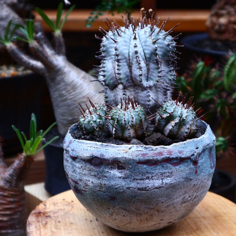 ユーフォルビア ホリダ／Euphorbia horrida no.51649 |
