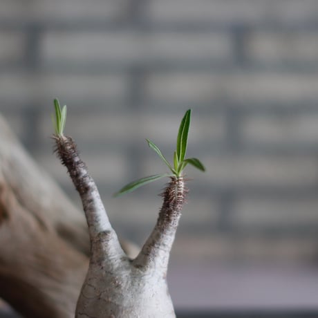 Pachypodium gracilius × takero pot (3号)  no.601/5